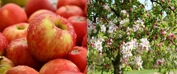 Apple Flavour