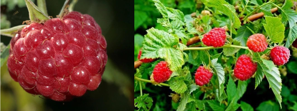 Raspberry Flavor